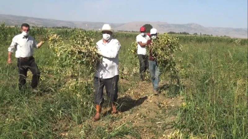 (Özel) Muş’ta devlet destekli kuru fasulyenin hasadına başlandı
