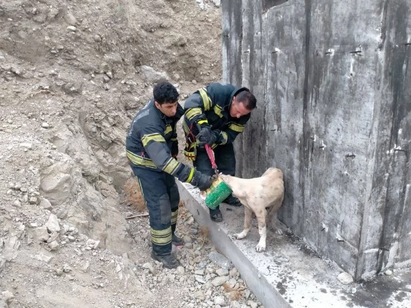 Konserve kutusuna kafası sıkışan köpek kurtarıldı
