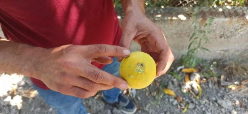 Ören narenciyesini kurtaracak mücadele
