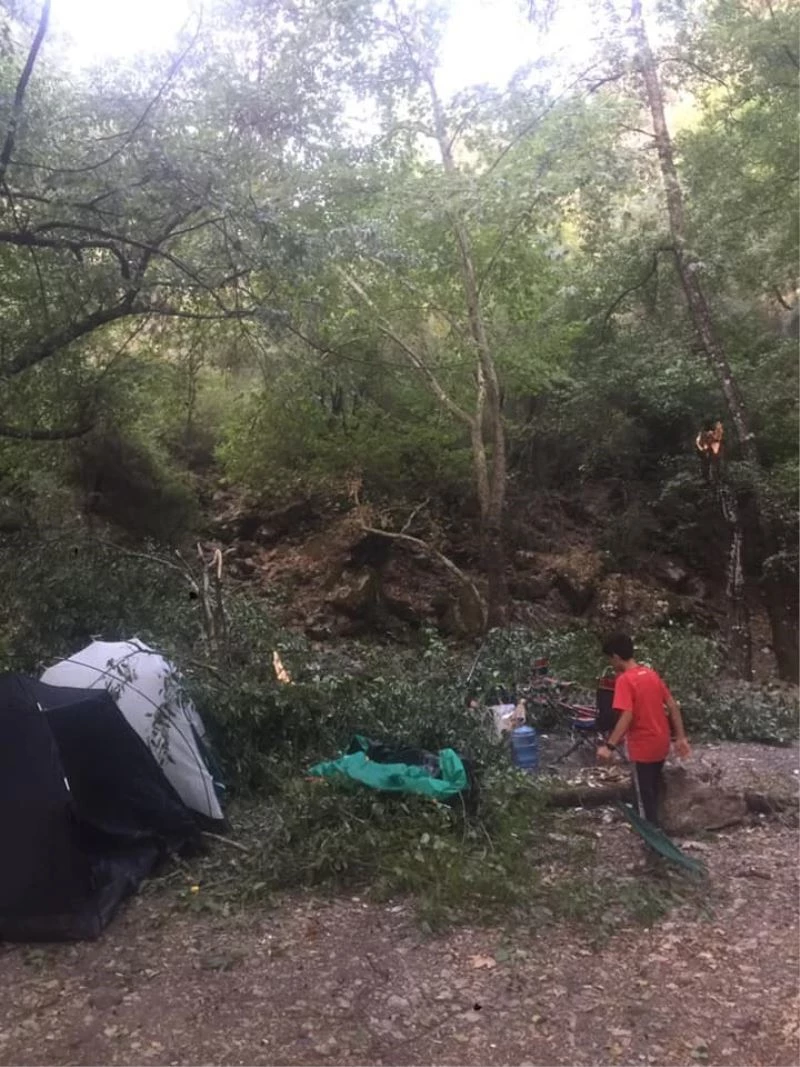 Kampçıların üzerine ağaç devrildi: 1’i ağır 4 yaralı
