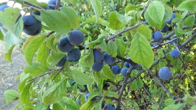 Güvem eriğinin faydaları saymakla bitmiyor
