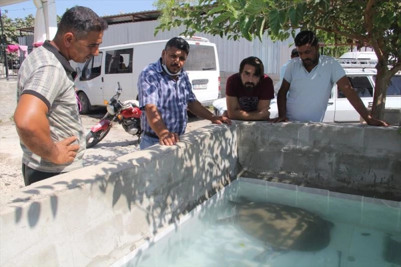 Tedavi edilen Nil kaplumbağası suya bırakıldı