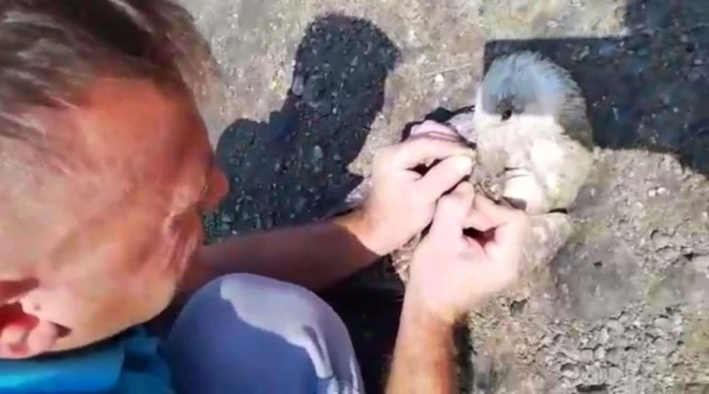 Ağzına olta takılan martıyı Edremit Belediyesi personeli kurtardı
