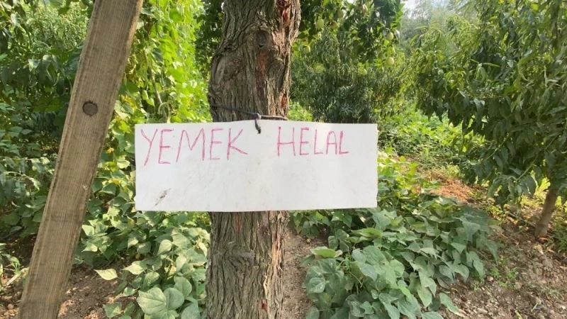 Yoldan geçen durup meyve koparıyor
