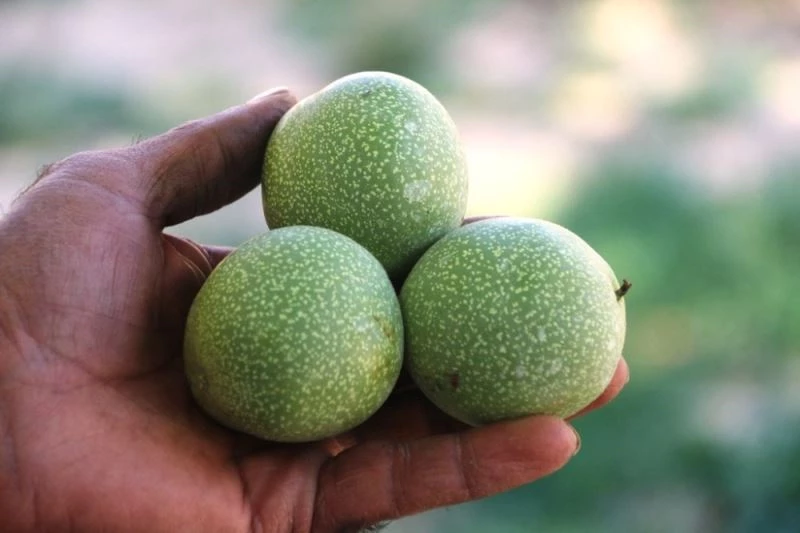 Adilcevaz’ın cevizi bölge ve batı illerinde de yetişecek
