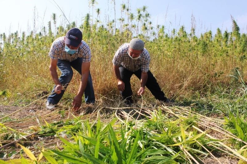 Kenevirin ekim alanı arttı, kuraklıktan verim düştü
