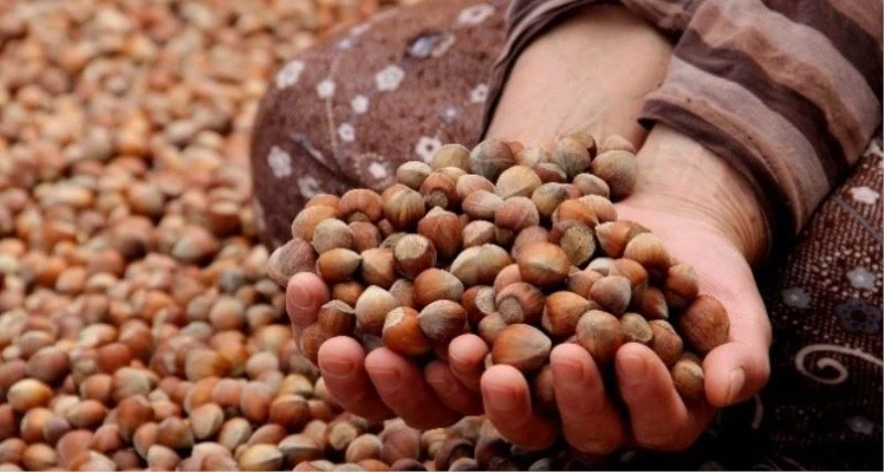 Giresun Ziraat Odası Başkanı Nurittin Karan: 