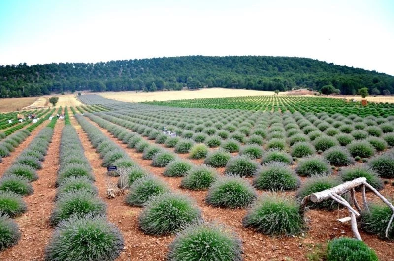 Denizli’de lavanta üretim sahasının 50 bin dekara çıkarılması hedefleniyor
