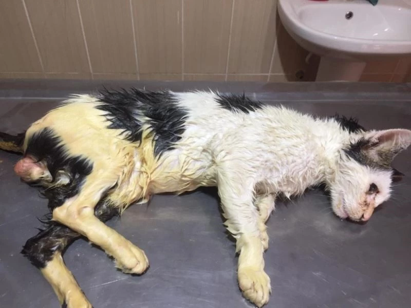 Vücudunu tümör kaplayan kedi sağlığına kavuşturuldu
