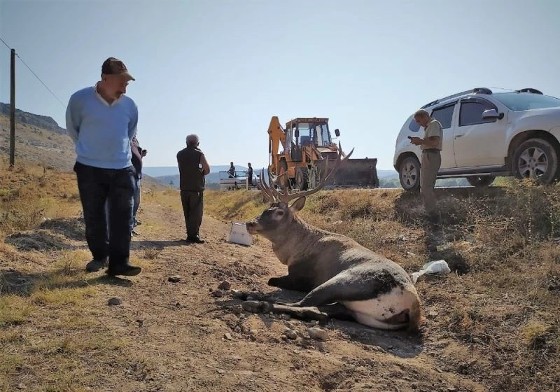 Yaralanan geyiği kurtarmak için seferber oldular
