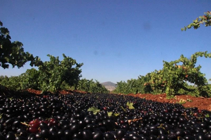 Kilis karası üzümününde hasat sona erdi
