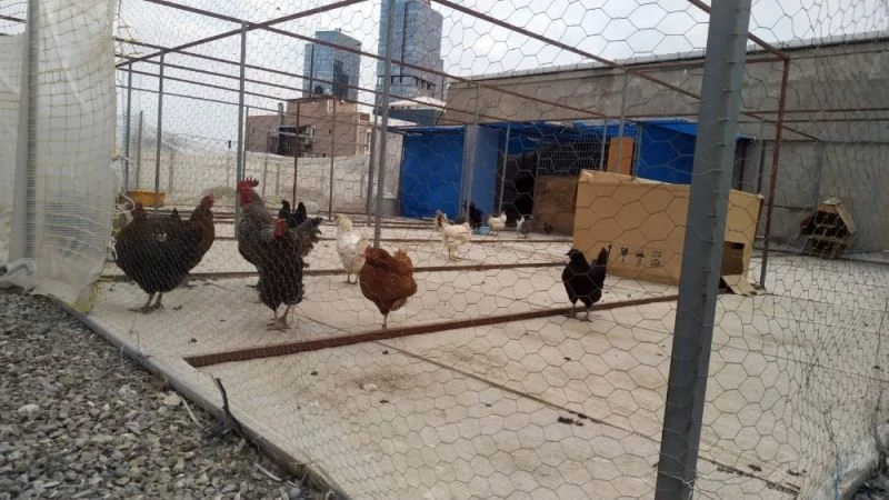 (Özel) Maltepe’de kaybolan tavus kuşları için seferber oldular
