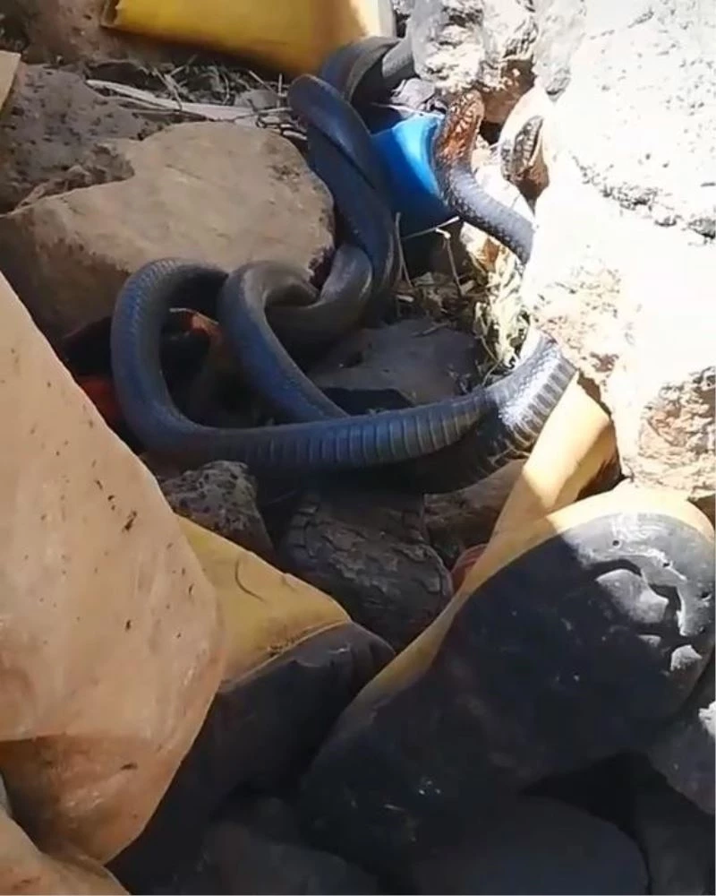 Yılanların çiftleşme dansını çektiler, ölümden döndüler
