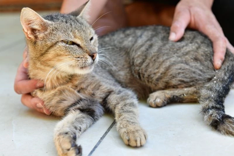 Çiğli Belediyesi ve hayvan dostlarından büyük iş birliği

