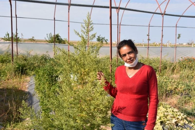 Virüslere karşı etkili peygamber süpürgesi bitkisi Aksaray’da da yetiştirildi
