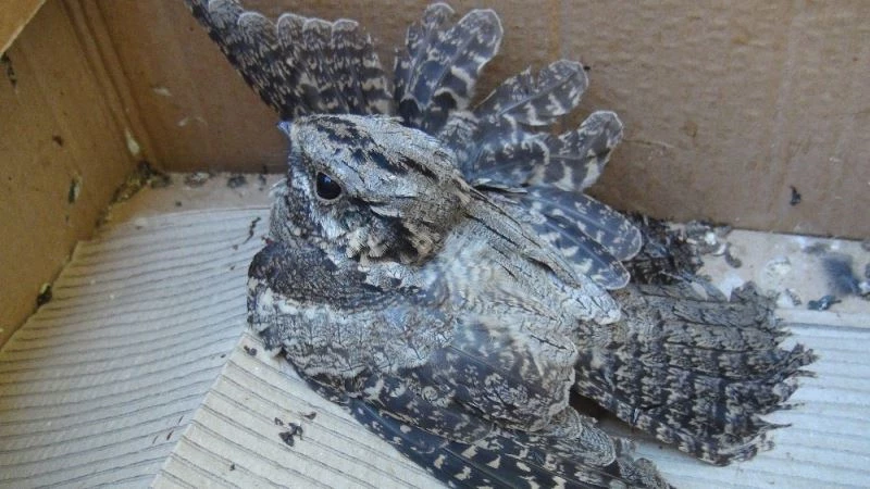 Aracın camına çarpan kamuflaj ustası çobanaldatan kuşu yaralandı
