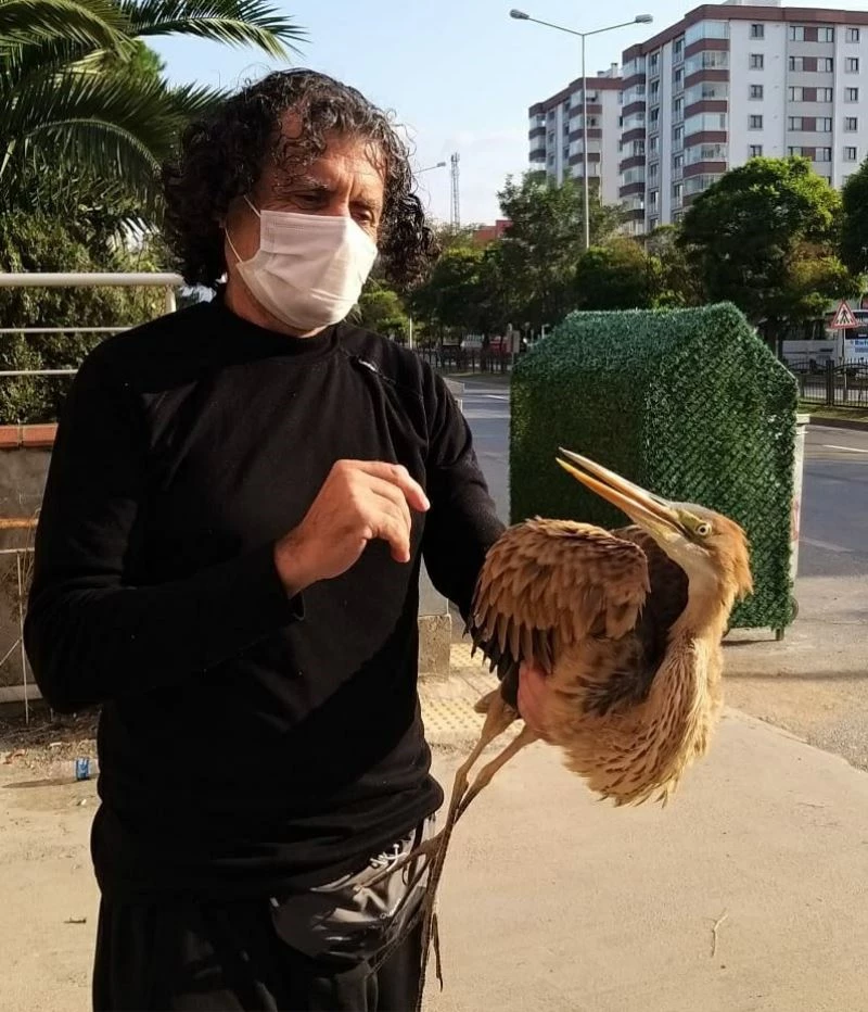 Yaralı balıkçıl kuşuna sahip çıktılar
