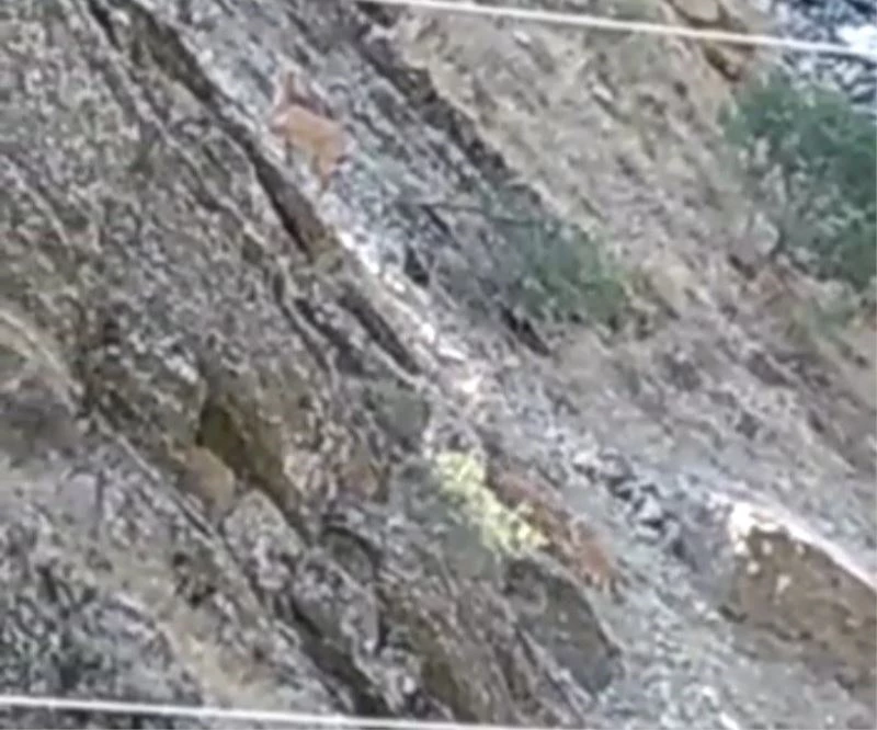 Yabani dağ keçileri sürü halinde Zap Nehri’ne inerek su içti
