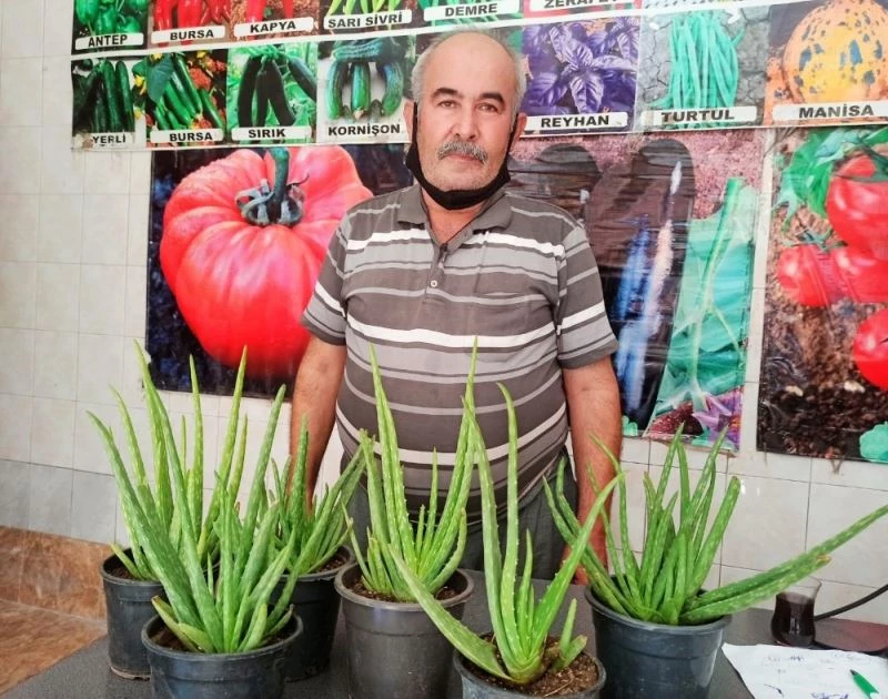 Aleo veraya yoğun ilgi
