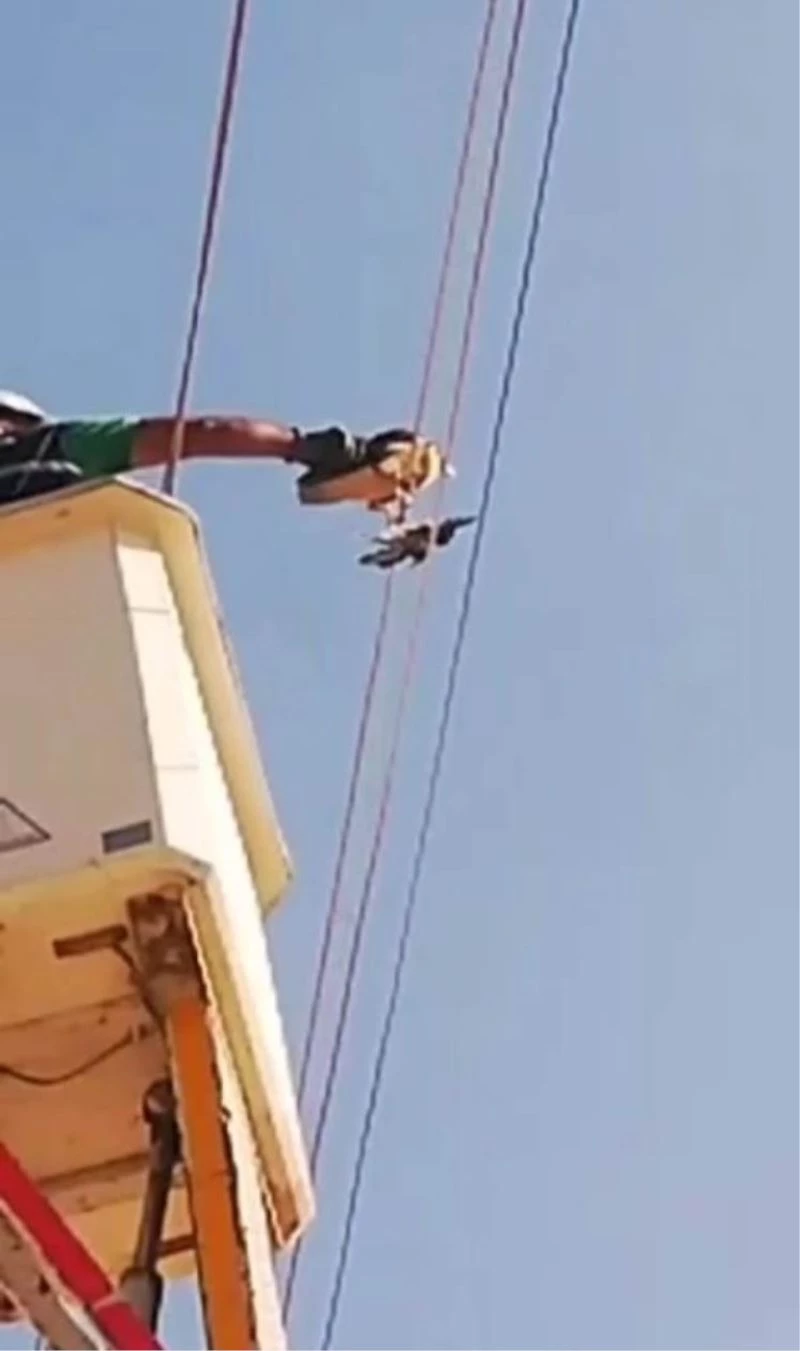 Ayağına kuş ölüsü bağlanan Şahin, mahsur kaldığı yerden kurtarıldı
