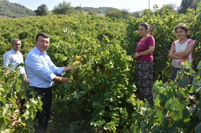 Kaymakam Şahin, üzüm bağlarında incelemelerde bulundu
