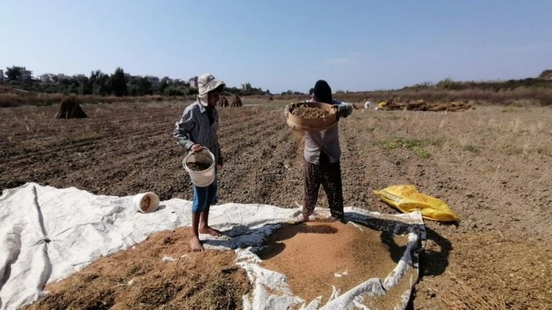 Antalya’da  ‘Altın Susam’a nöbetli hasat
