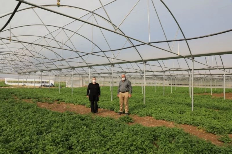 Yılın her günü sebze üretimi yapılması amaçlanıyor
