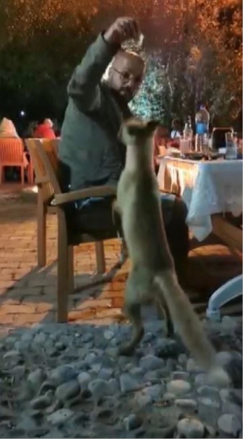 Yemeğin davetsiz misafiri 