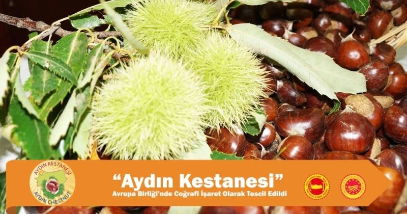 Aydın Kestanesi Avrupa Birliği’nde Coğrafi İşaret olarak tescil edildi
