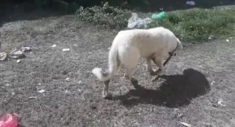 Tellere sıkışan köpek itfaiye ekiplerince kurtarıldı
