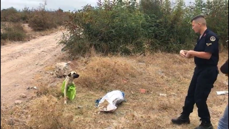Vahşetin böylesi...Çanakkale’de, çuvala koyularak ölüme terkedilen köpeği jandarma kurtardı
