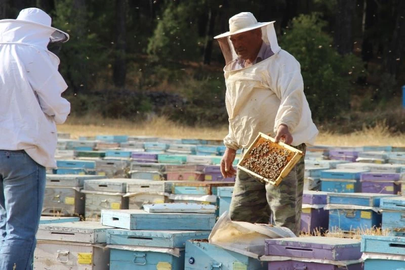 Kuraklık çam balını vurdu, arılar açlıkla karşı karşıya
