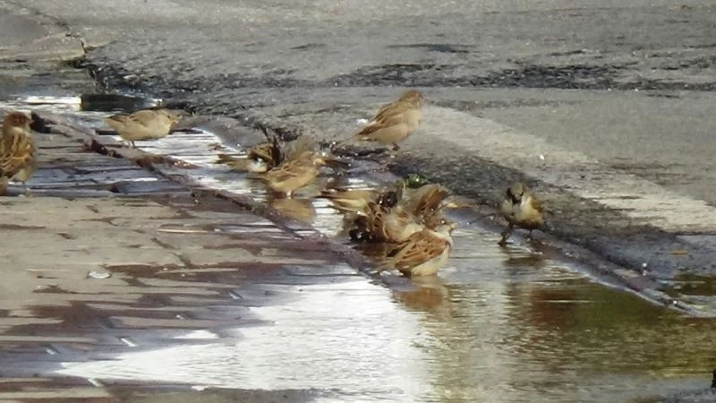 Patlayan su borusunu fırsat bilen kuşların keyfi
