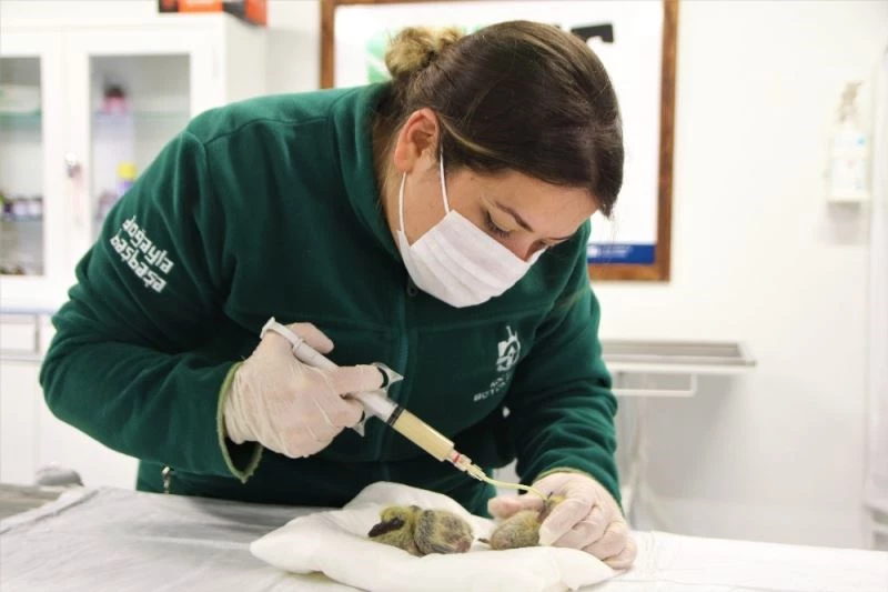 Fabrikanın bahçesinde yuvalarından düşen yavru güvercinlere anne şefkati
