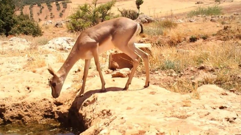 Taş ocağı firmasından tepki çeken girişim
