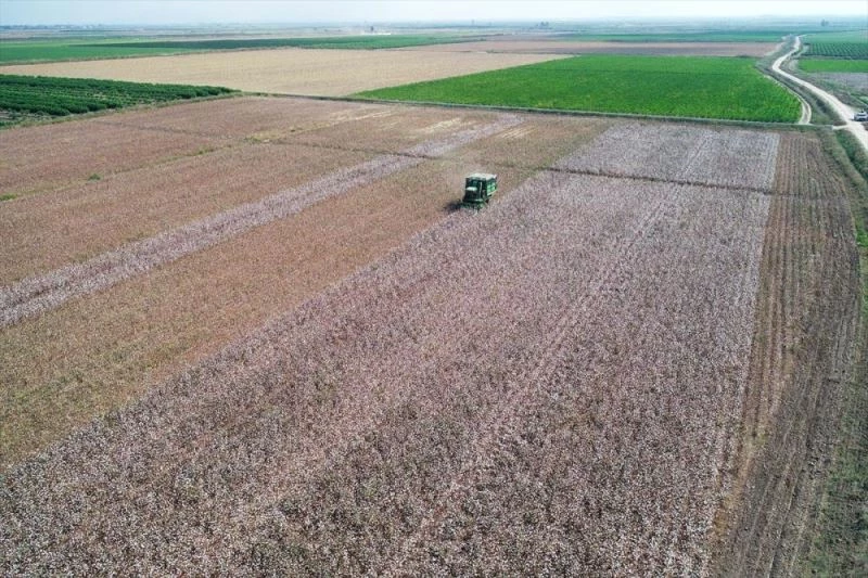 Çukurova çiftçisi alternatif ürünlere yöneldi pamukta ekim alanı daraldı