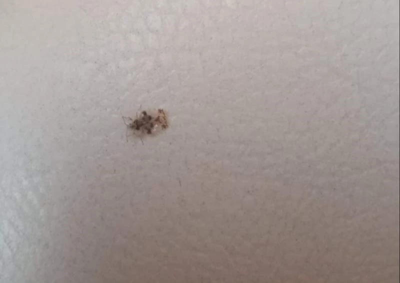 Bilecik, ‘armut kaplanı’ böceği istilasına uğradı
