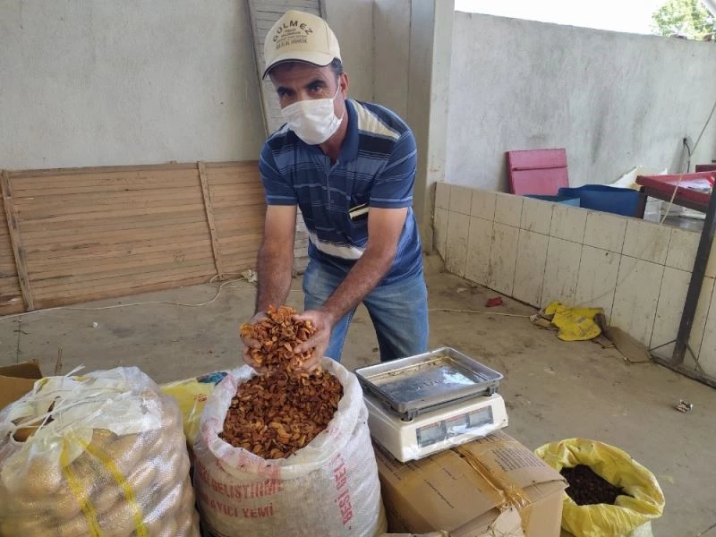 Kurutulmuş elmanın fiyatı 5,5 TL’ye yükseldi
