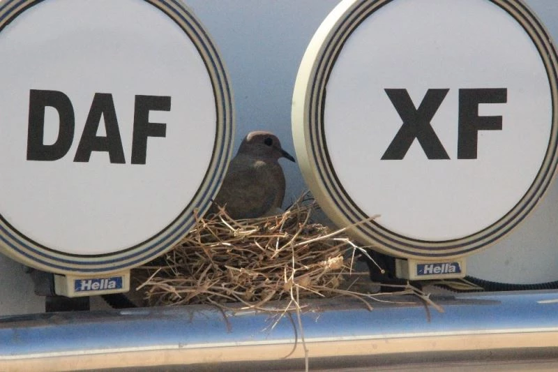 (Özel) Kuşun yuva yaptığı tır seferden çekildi
