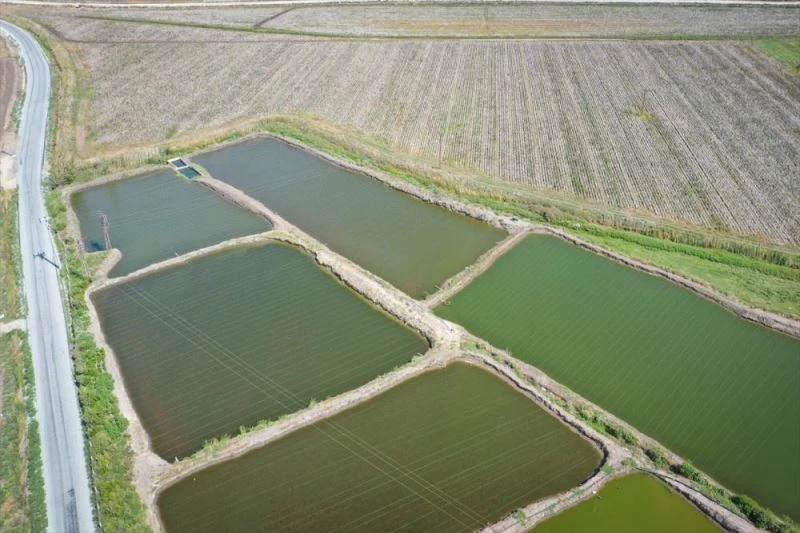 Pamuk tarlalarının arasında 