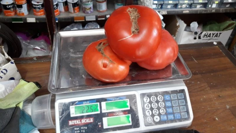 Bursa’da Osmanlı domatesi rekor kırdı
