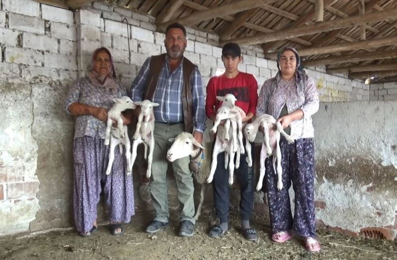 Beşiz doğuran koyun şaşırttı

