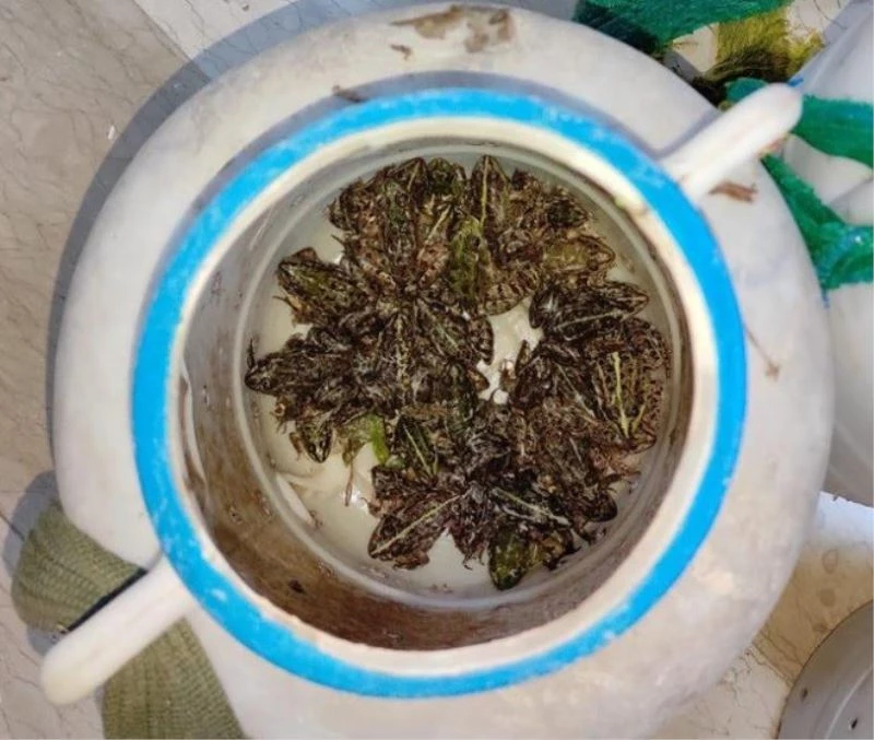 Bingöl’de kurbağa avlayan 5 şahsa 9 bin 700 TL ceza kesildi
