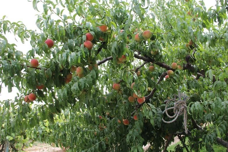 Iğdır’da şeftali hasadın sonuna gelindi
