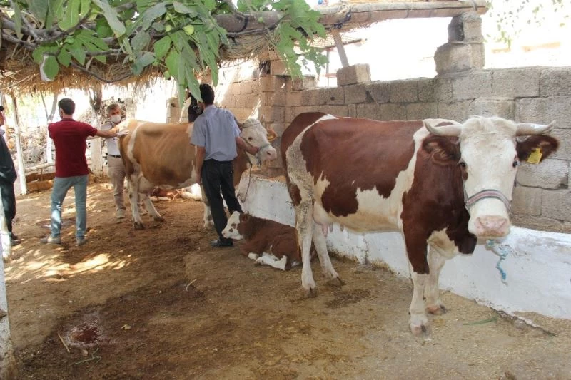 Sineklerin ısırdığı 16 büyükbaş hayvan telef oldu
