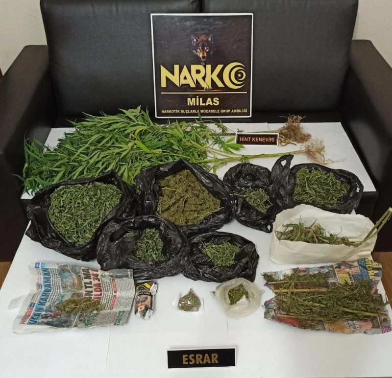 Saksıda kenevir yetiştirmiş
