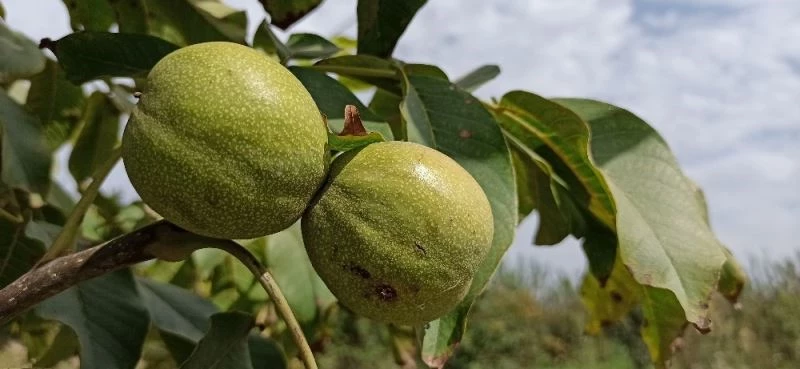 Sıcak hava nar ve cevizi yaktı
