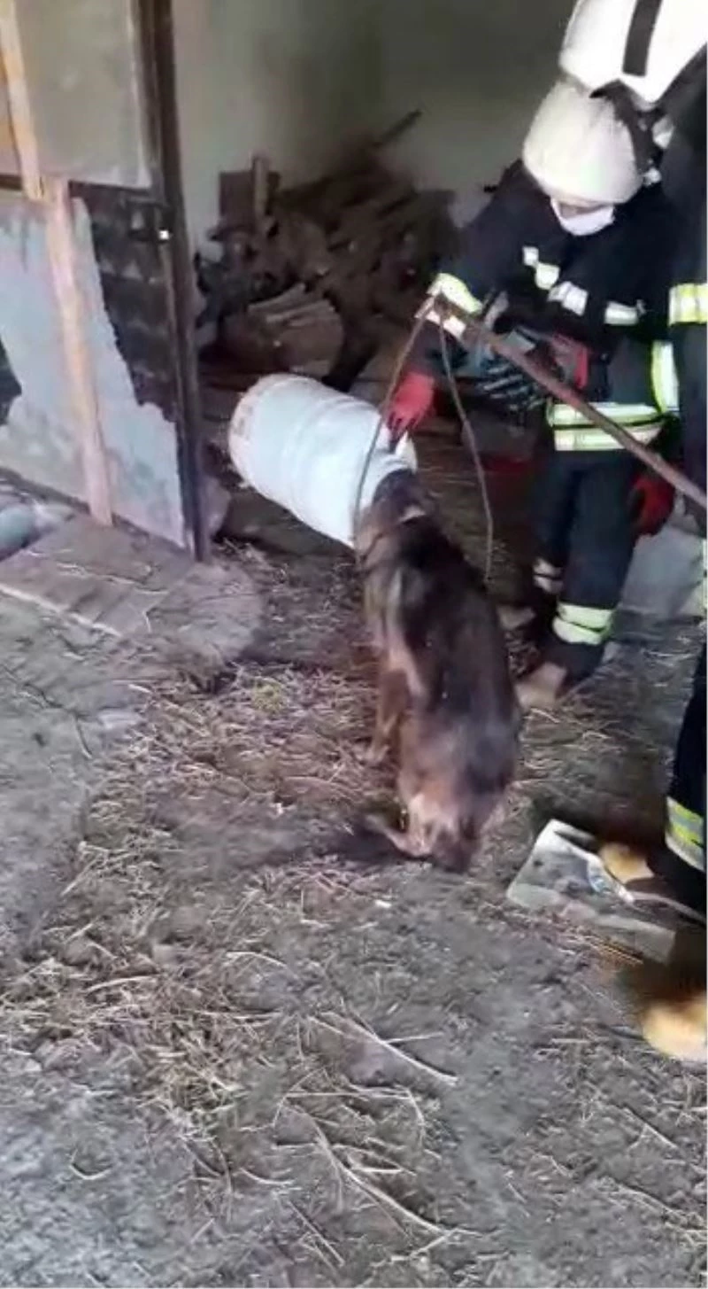 Kafası bidona sıkışan köpek kurtarıldı
