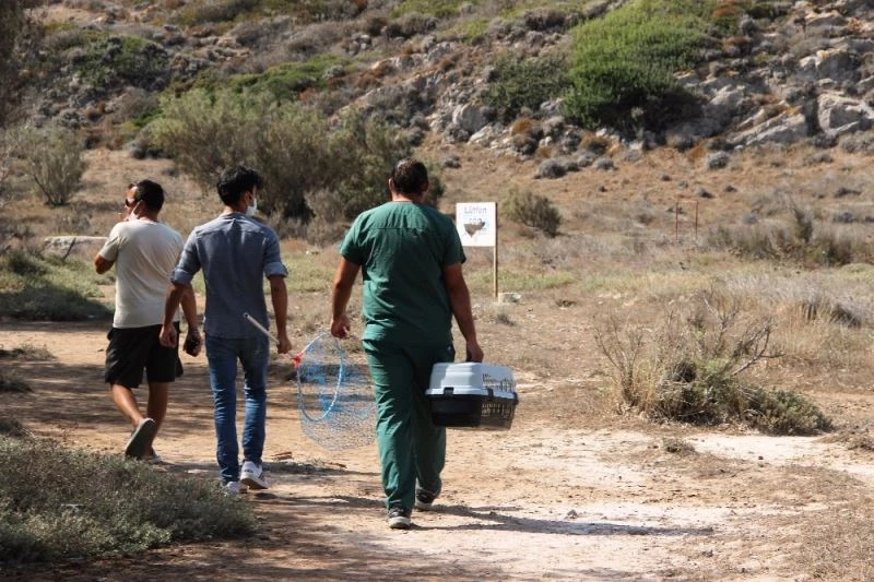 ’Adada kedi var’ ihbarı ekipleri seferber etti
