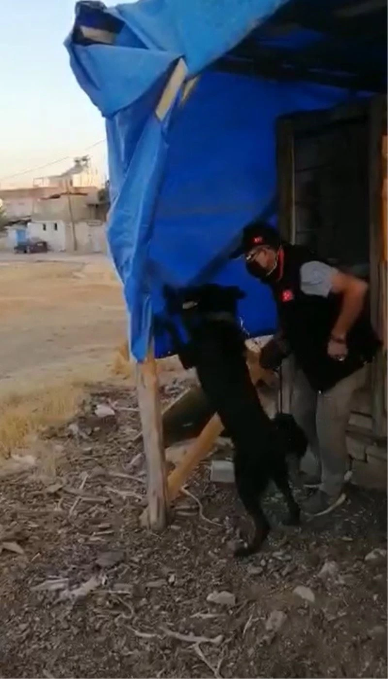 Brandaya gizlenen esrar maddesini narkotik köpeği buldu
